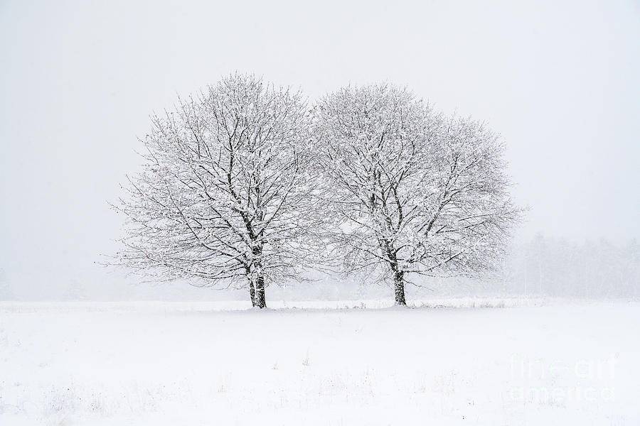 Two Trees Photograph by Benjamin Williamson - Fine Art America