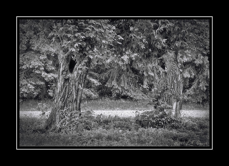 Trees Photograph - Two Trees On The Trail by Images Undefined Trees Photograph - Two Trees On The Trail by Images Undefined