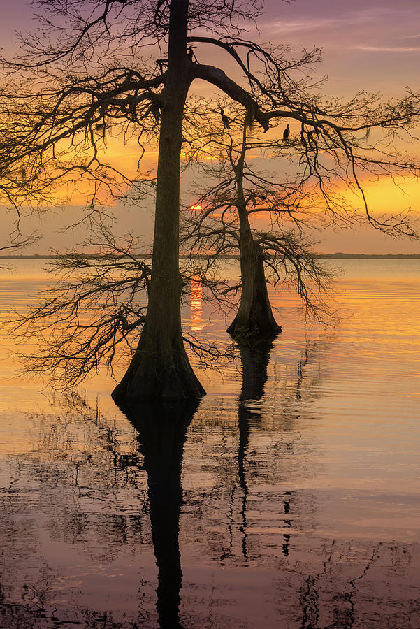 Tree Photograph - Two Trees On Water by Moises Levy