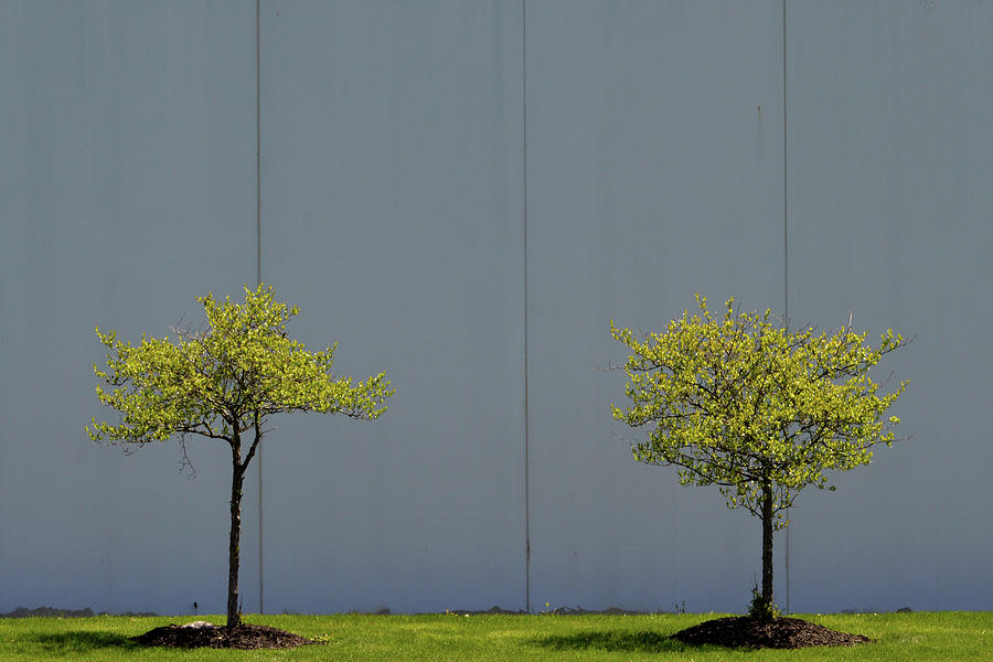 Two Trees Photograph by Stuart Allen