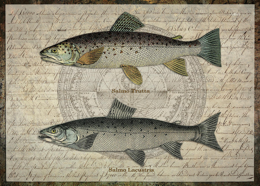 Two Trout by Terry Kirkland Cook Two Trout by Terry Kirkland Cook