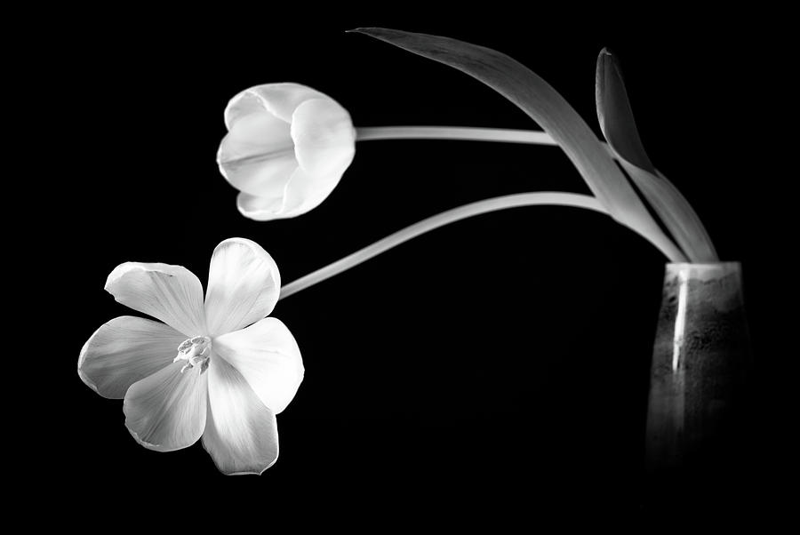 Two Tulips In Vase  Black And White Photograph by Christiane Zwerg