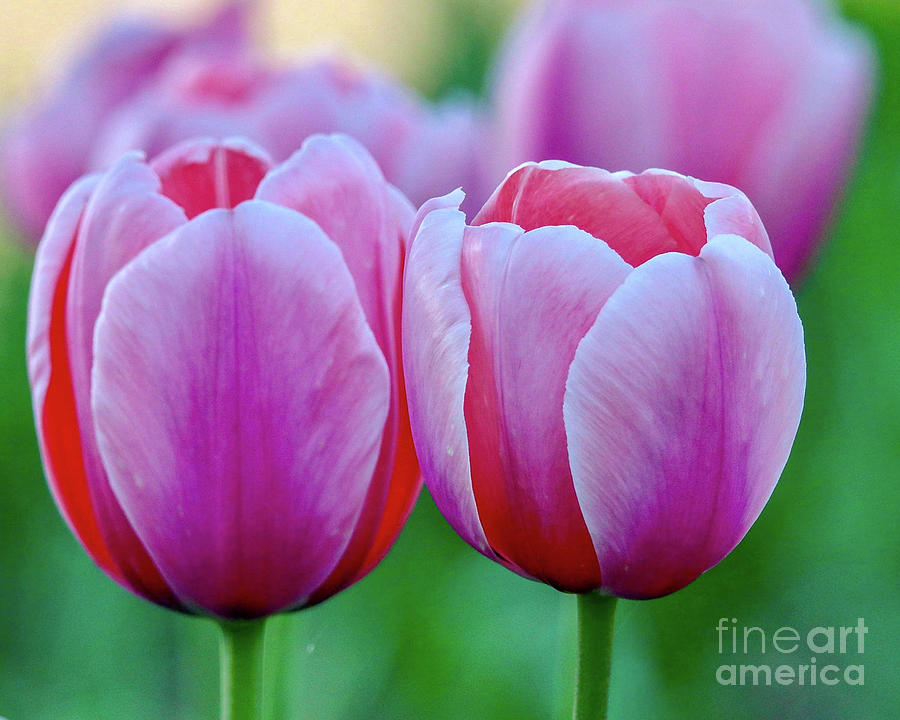 Two Tulips Photograph by Susan Rydberg