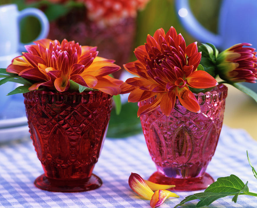 Two Vases Of Dahlias Photograph by Friedrich Strauss