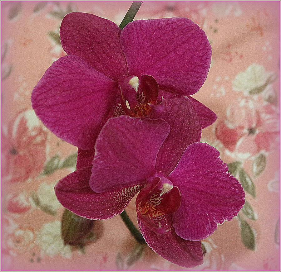 Two Victorian Orchids Photograph by Dora Sofia Caputo