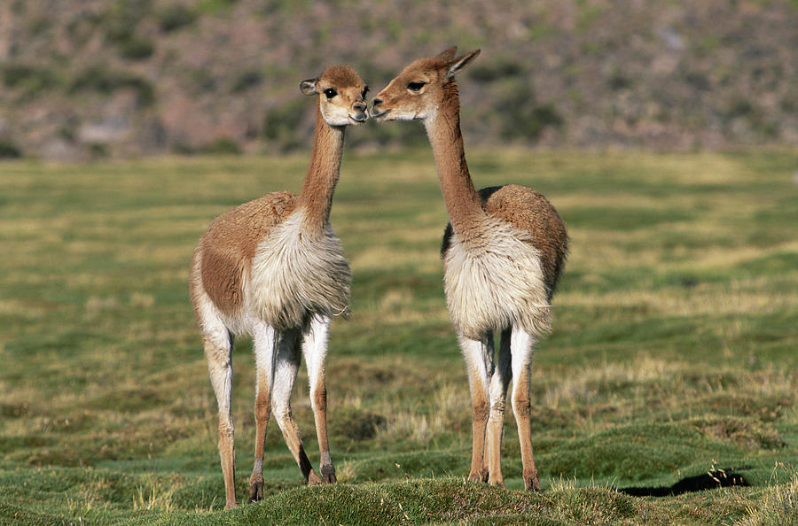 Two Vicunas Vicugna Vicugna Nuzzling Photograph by Art Wolfe