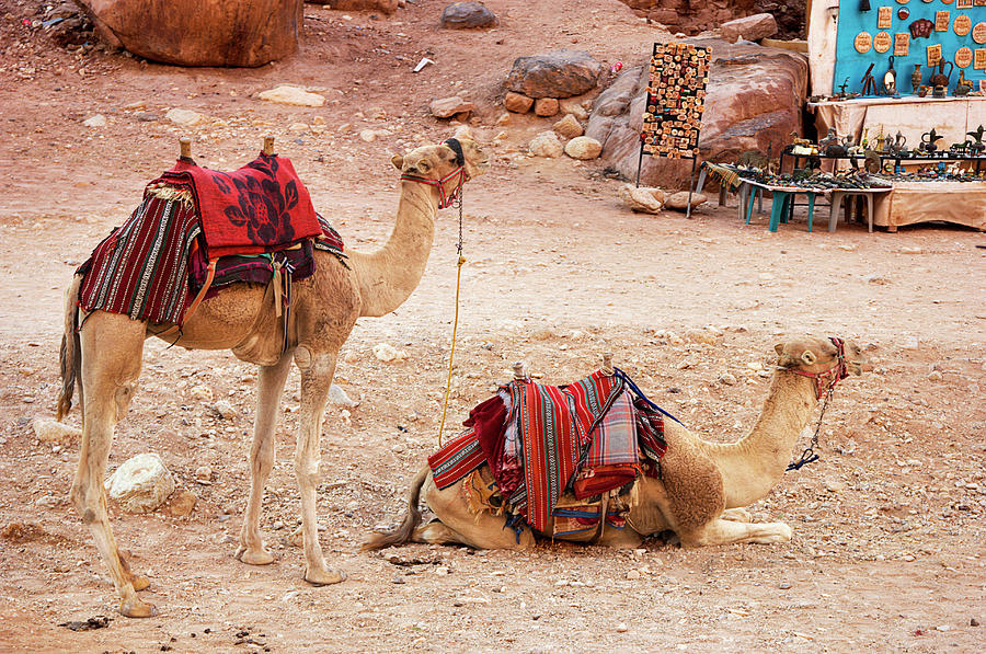 Two Waiting Camels Photograph by Nicola Nobile