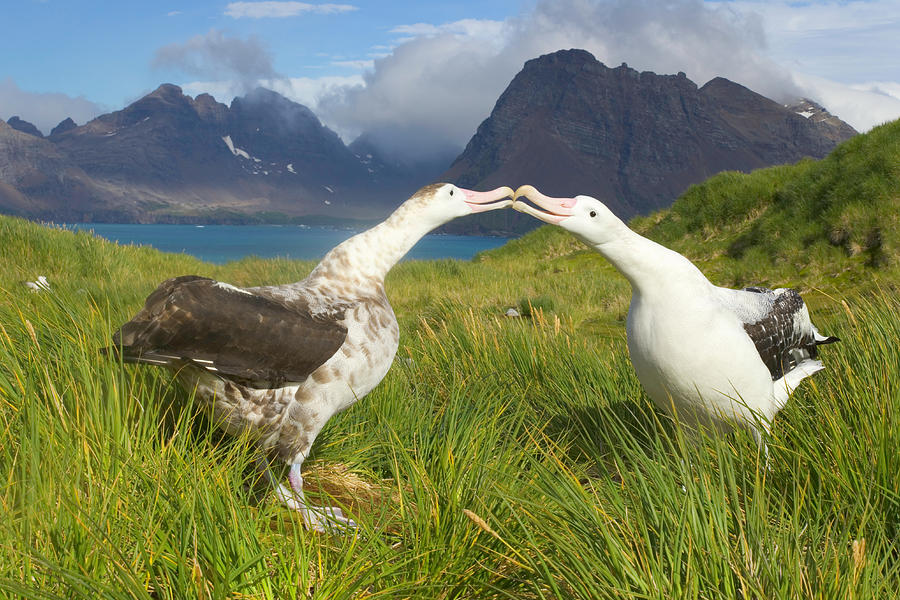 Two Wandering Albatross Diomedea Photograph by Eastcott Momatiuk