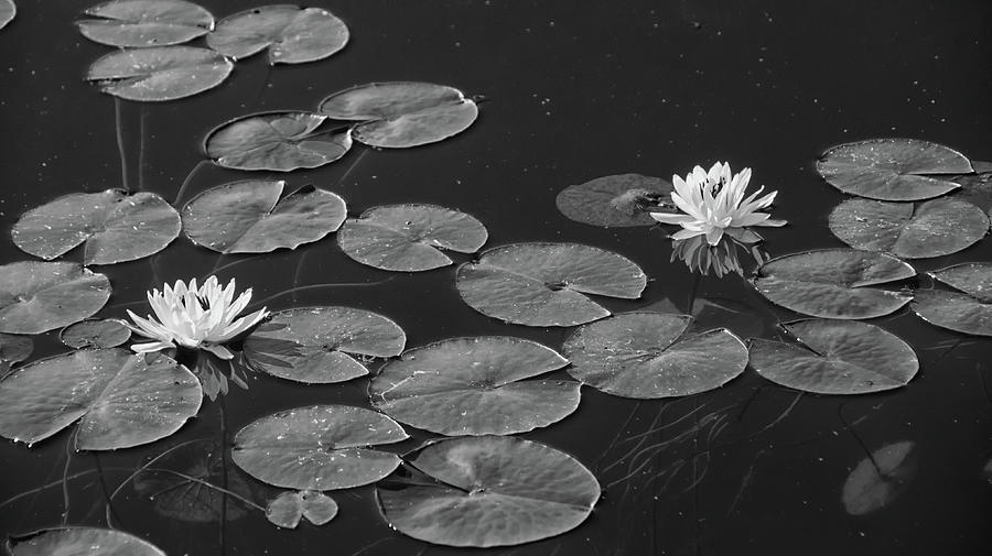 Two water lilies black and white Photograph by Debra Baldwin