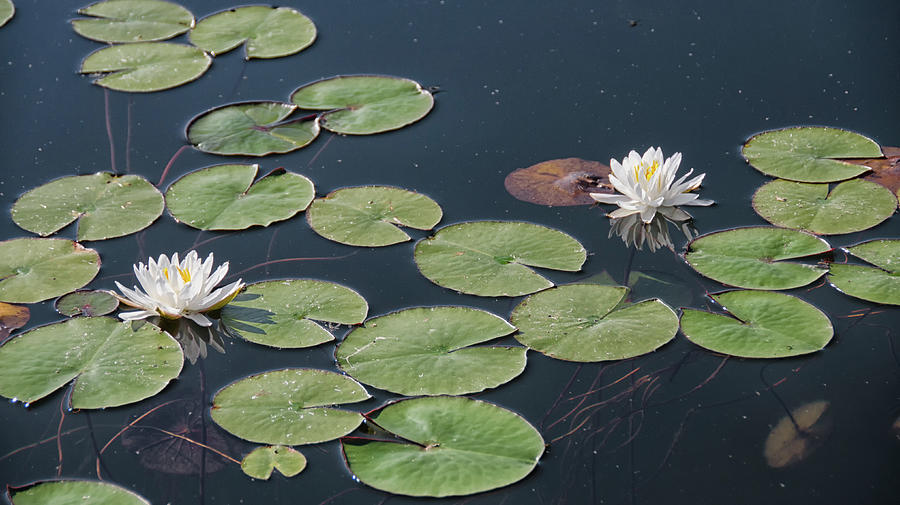 Two water lily flowers Photograph by Debra Baldwin