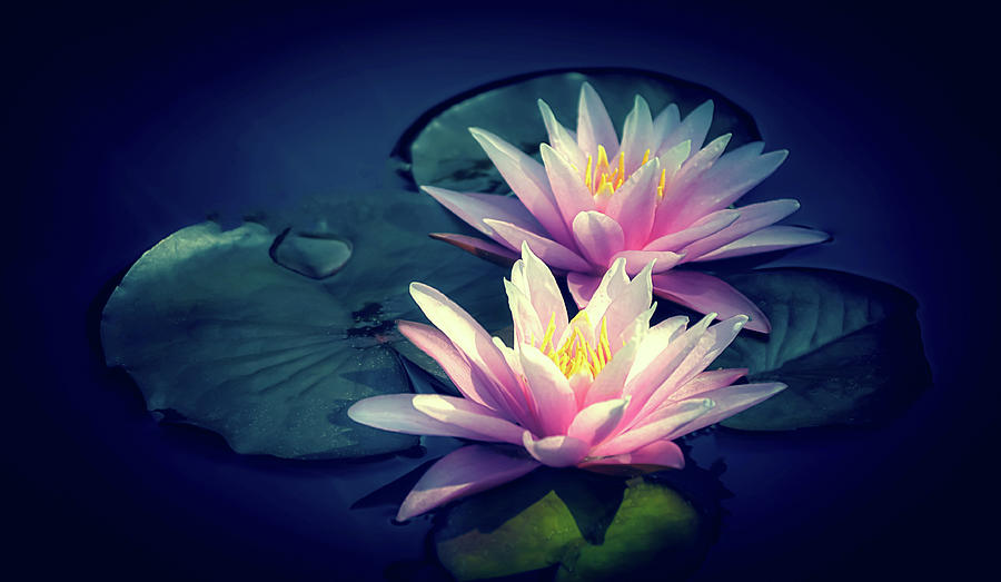 Two Water Lilies in Pink by Julie Palencia Two Water Lilies in Pink by Julie Palencia