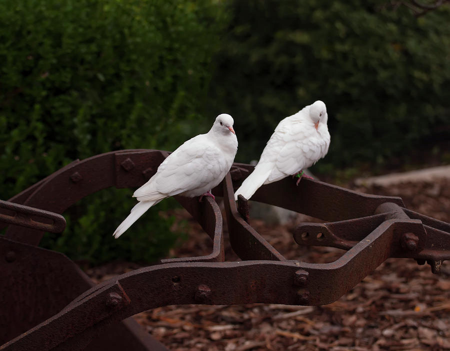 two white doves on farm equiptment 001 by Chris Flees two white doves on farm equiptment 001 by Chris Flees