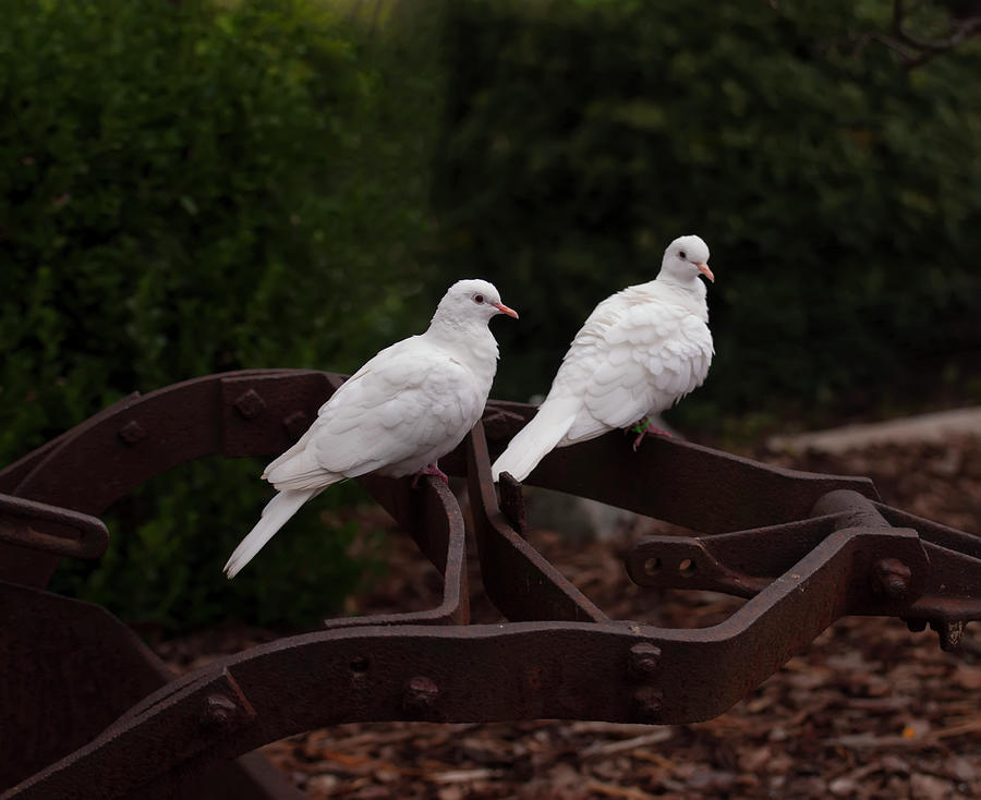 two white doves on farm equiptment 002 by Chris Flees two white doves on farm equiptment 002 by Chris Flees