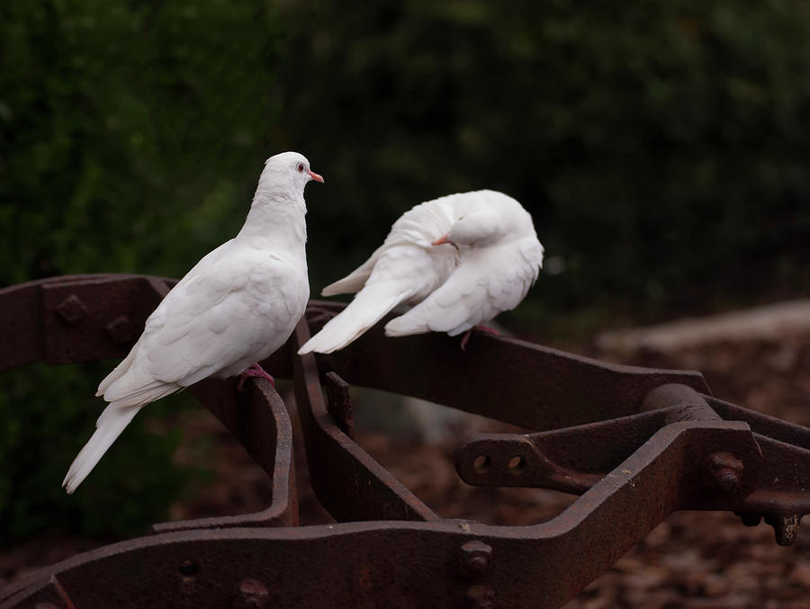 two white doves on farm equiptment 003 by Chris Flees two white doves on farm equiptment 003 by Chris Flees