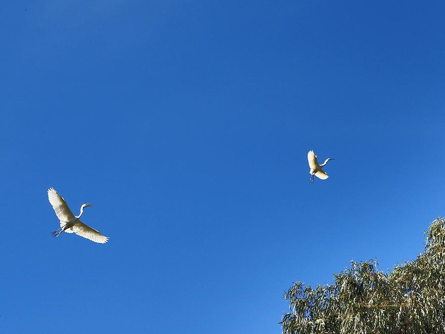 Two White Egrets Photograph by Richard Thomas