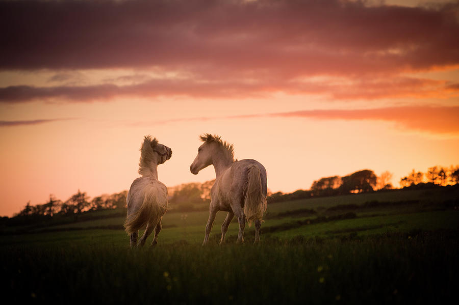 Nature Digital Art - Two White Horses, Running In Field At Sunset, Doolin, Clare, Ireland by George Karbus Photography