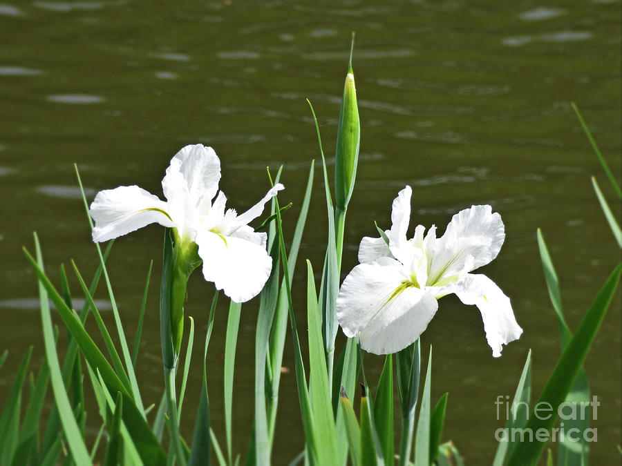 Two White Irises. by Trudee Hunter Two White Irises. by Trudee Hunter