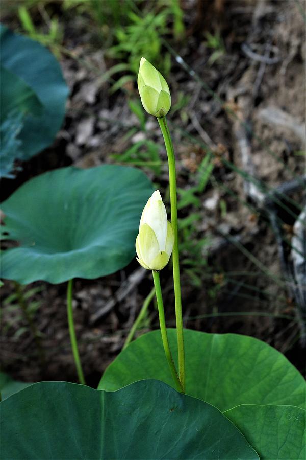 Two White Lotus Flower Buds Photograph by Sheila Brown