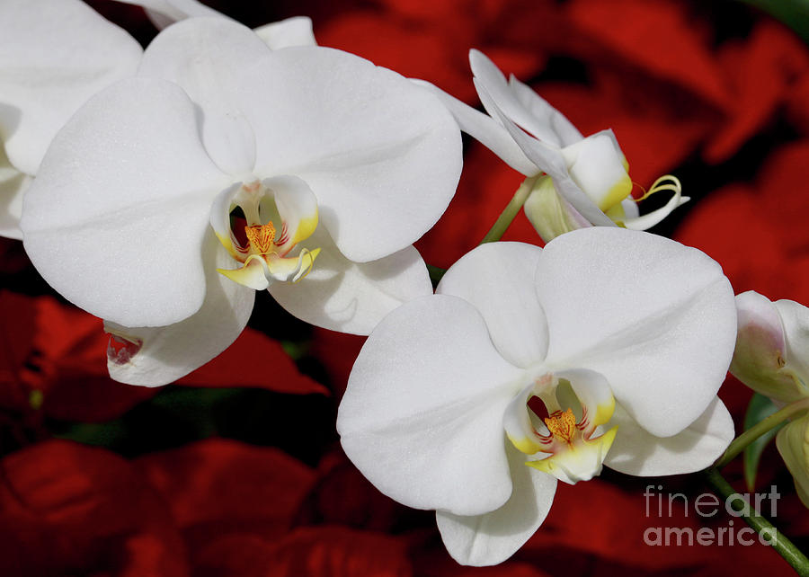 Two White Orchids in Red Photograph by Carol Groenen