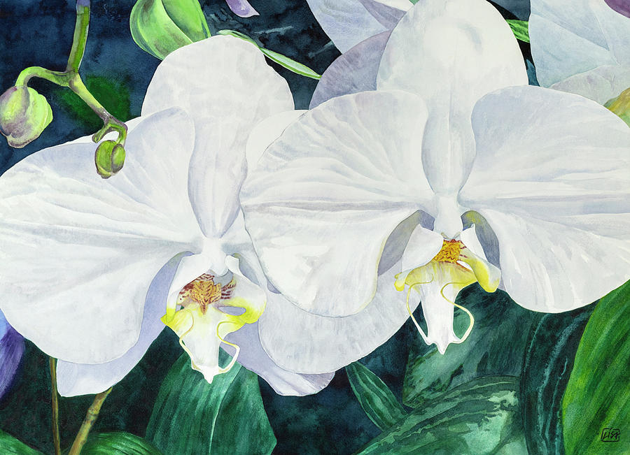 Two White Orchids Painting by Lisa Tennant