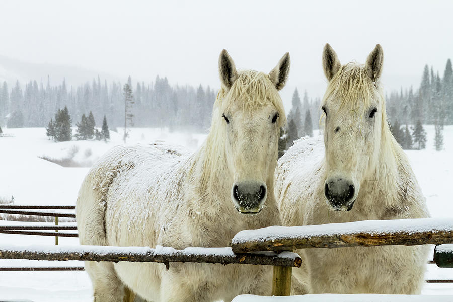 Two White Percheron Horses In Snow Photograph by Photography By Teri A. Virbickis