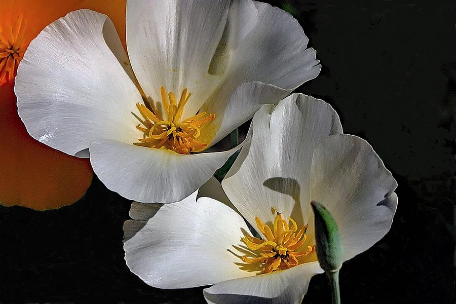 Two White Poppies Photograph by Hazel Vaughn