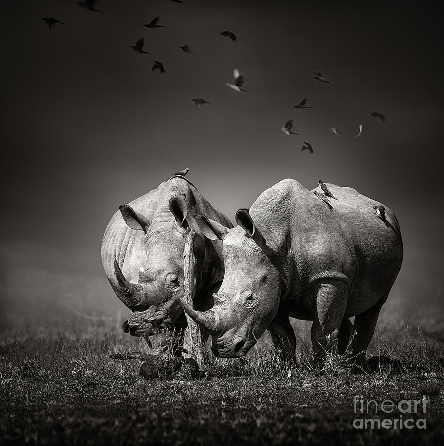 Rhino Photograph - Two White Rhinoceros In The Field by Johan Swanepoel