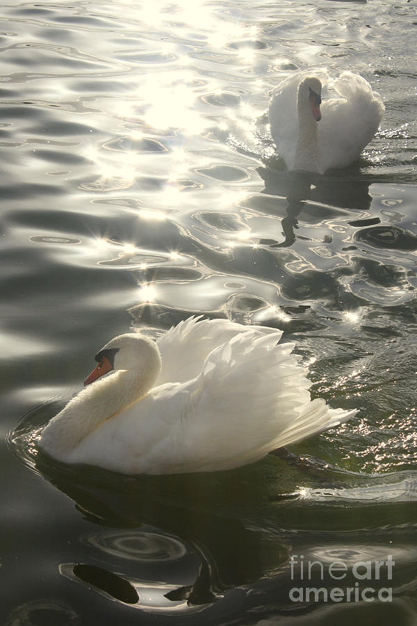 Two white swans Photograph by Victoria Davis - Fine Art America