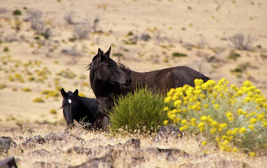 Two wild black horses among yellow flowers Photograph by Waterdancer