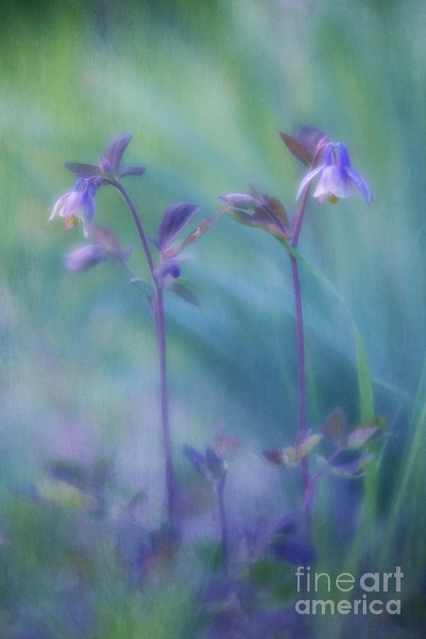 Flower Photograph - Two Wild Columbines by Priska Wettstein