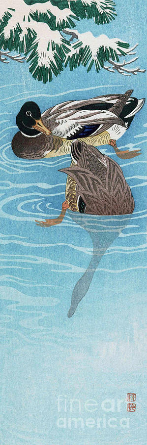 Ohara Koson Painting - Two Wild Ducks In The Water by Ohara Koson