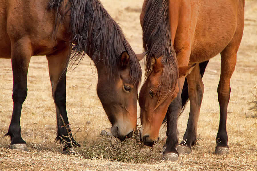 Two wild stallions sharing a weed Photograph by Waterdancer