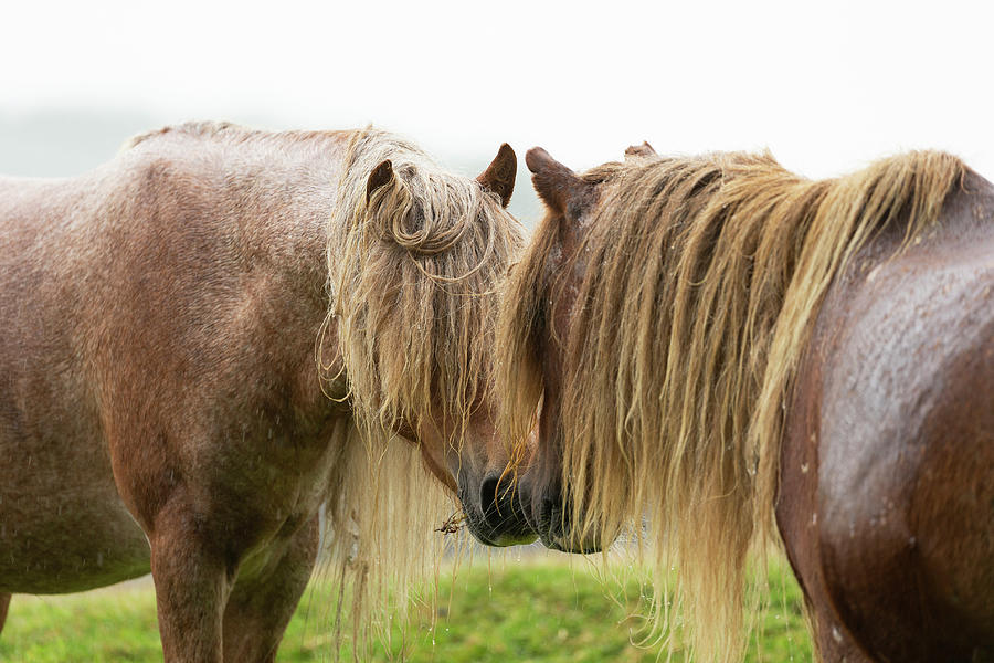 Two Wild Welsh Pony Stallions Greeting One Another Photograph by ...