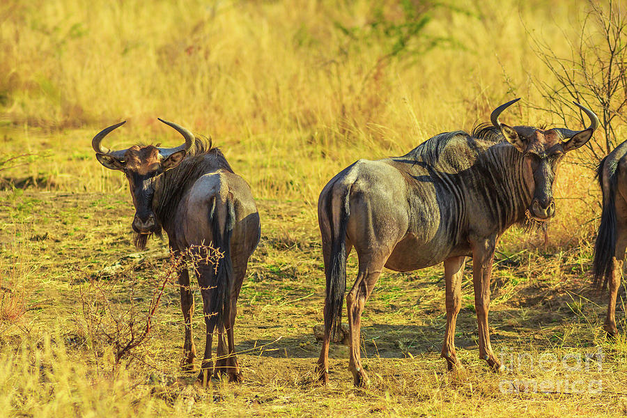Two Wildebeest South Africa Photograph by Benny Marty