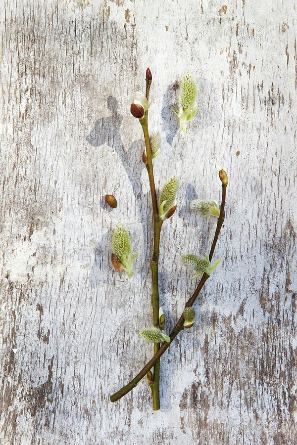 Two Willow Catkins On Weathered, White Wooden Surface Photograph by Catja Vedder