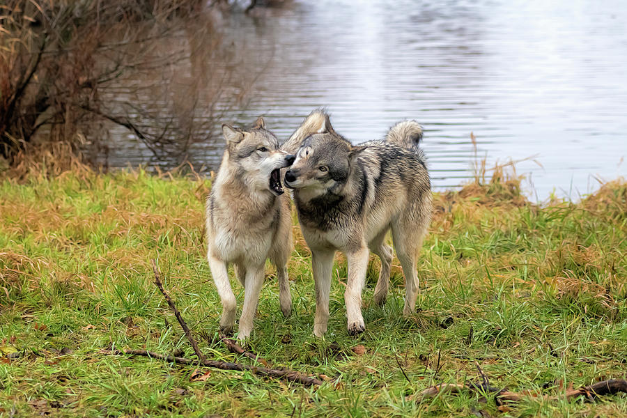 Two wolves communicating Photograph by Dan Friend