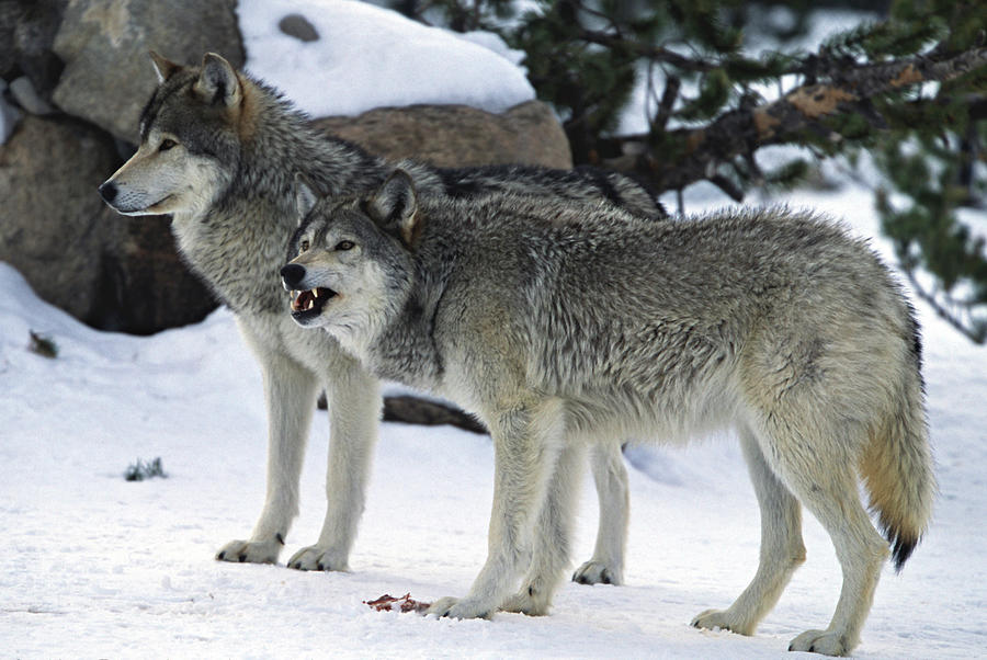 Two Wolves Photograph by Judilen - Fine Art America