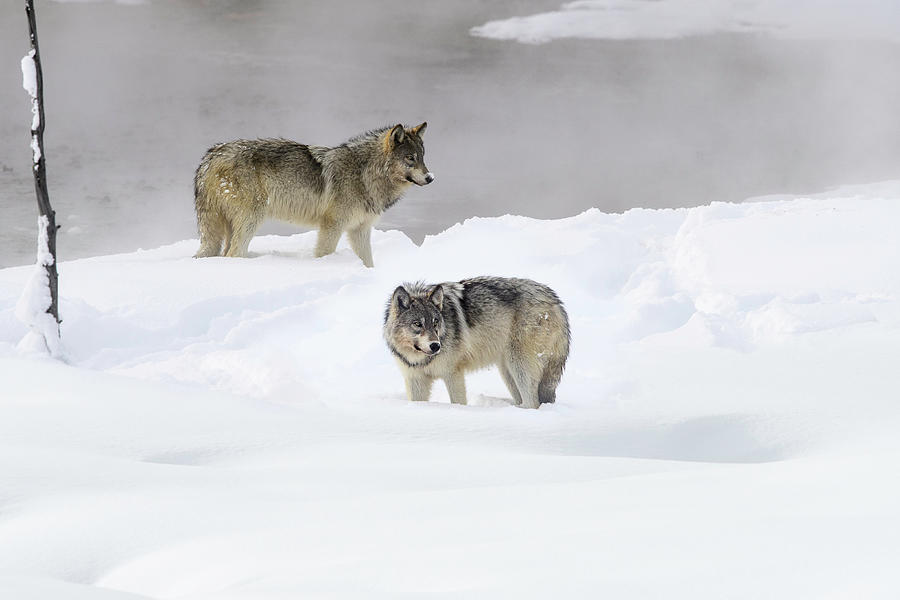 Two Wolves . Yellowstone National Park, Wyoming, Usa. Photograph by Nick Garbutt / Naturepl.com Two Wolves . Yellowstone National Park, Wyoming, Usa. Photograph by Nick Garbutt / Naturepl.com