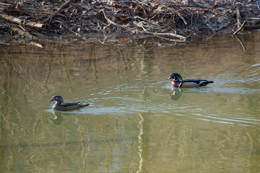 Two wood ducks female and male swimming  Photograph by Dan Friend