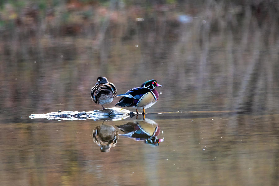 Two wood ducks on island middle of water Photograph by Dan Friend