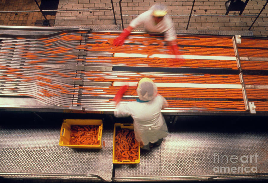 Two Workers On A Fish Finger Production Line. Photograph by Rosenfeld Images Ltd/science Photo Library