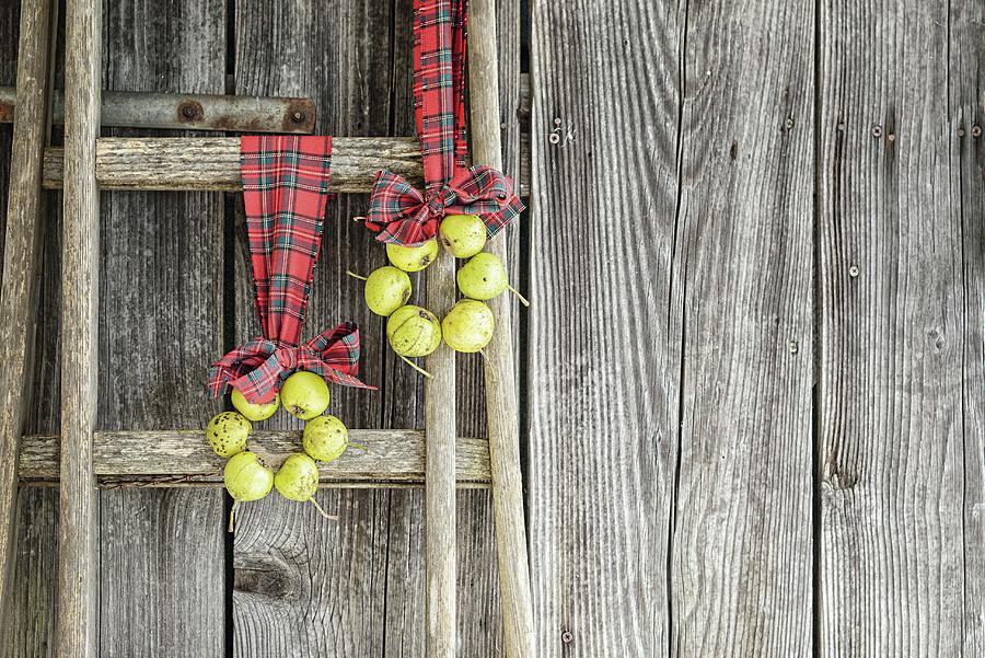 Two Wreaths Of Perry Pears Hung From Ladder On Tartan Ribbons Photograph by Patsy&christian
