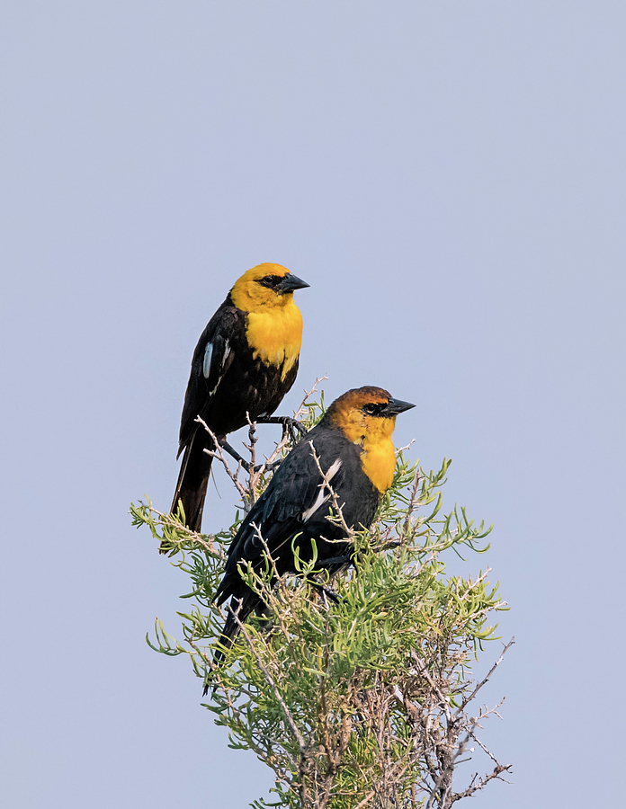 Two Yellow Headed Blackbirds Photograph by Loree Johnson