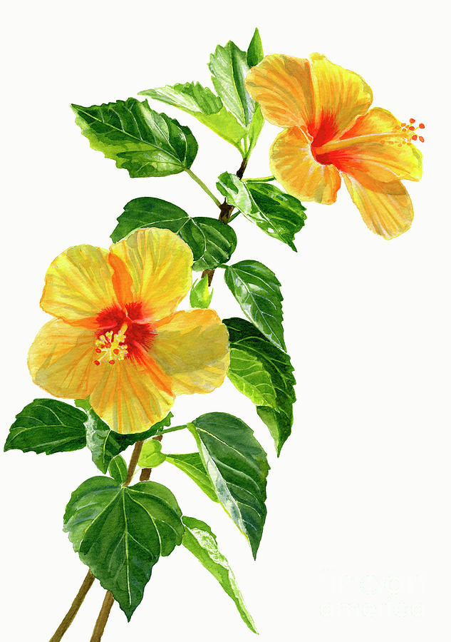 Two Yellow Hibiscus Flowers Painting by Sharon Freeman