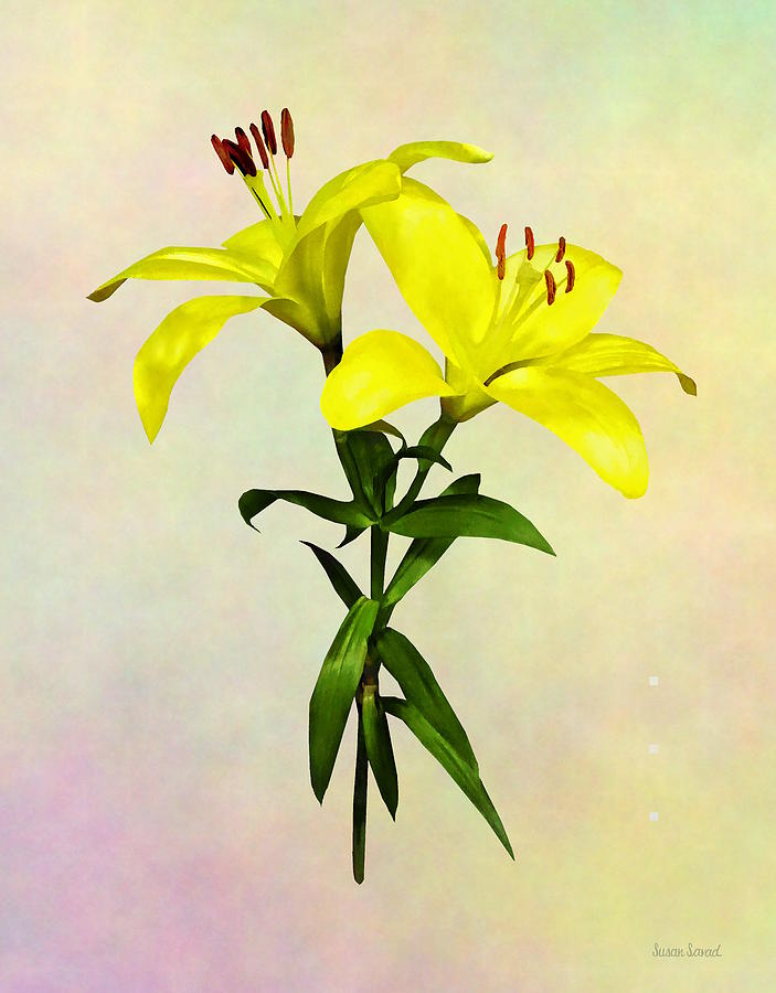Two Yellow Lilies Opened Photograph by Susan Savad