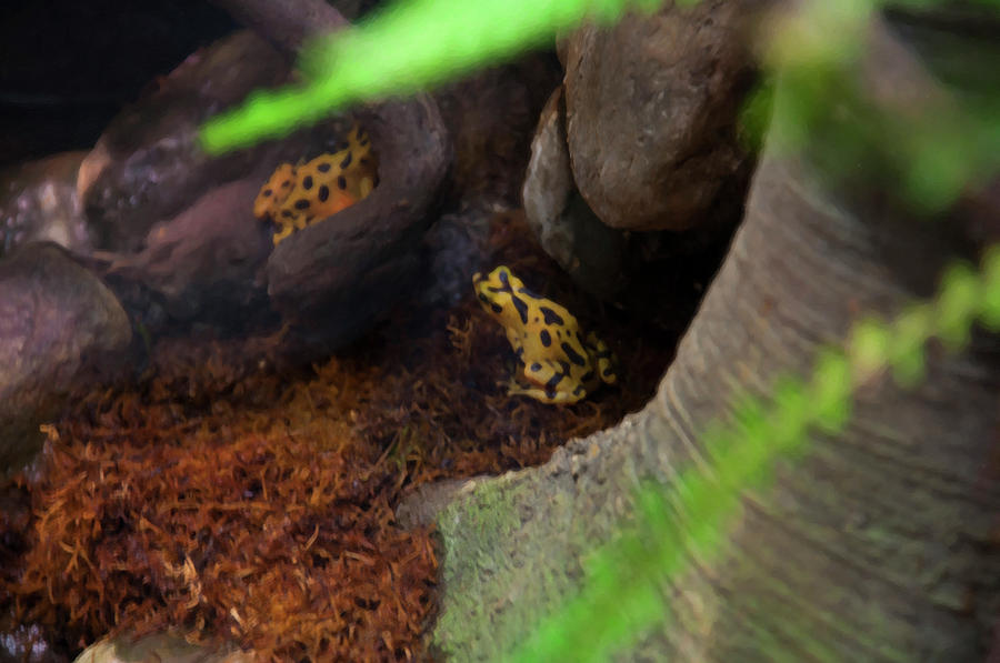 Two Yellow Poison Dart Frogs Digital Art by Flees Photos
