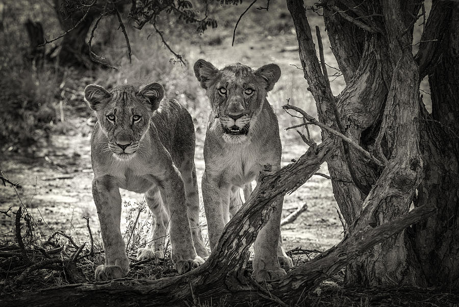 Two Young Lions Photograph by Henrike Scheid