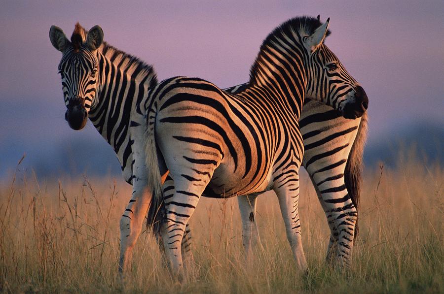Two Zebras Photograph by Image Source