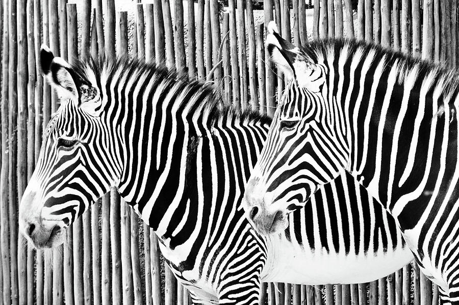 Two Zebras In Front Of Striped Fence Photograph by Debra L Tuttle