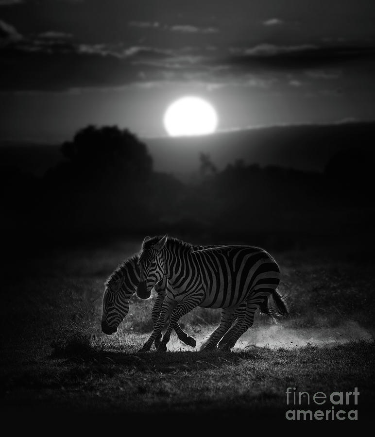 Two Zebras Running With Rising Sun In Photograph by Kulmiye Chan